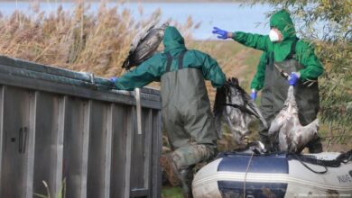 المفوضة الأوروبية: السلام في غزة قد يتطلب تغيير القيادة الإسرائيلية