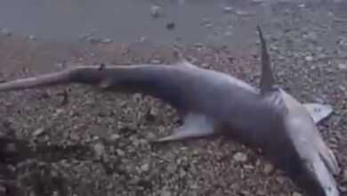 العثور على سمكة نادرة نافقة عند شواطئ البترون شمال لبنان