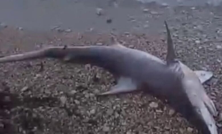 العثور على سمكة نادرة نافقة عند شواطئ البترون شمال لبنان