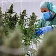 القنب الهندي مشروع حيوي بين الاهمال والإبتزاز