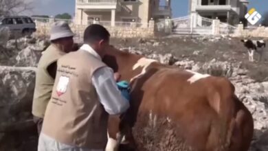 “حملة تلقيح المواشي في بنت جبيل بمبادرة وزارة الزراعة واتحاد البلديات”