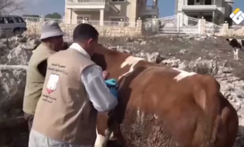 “حملة تلقيح المواشي في بنت جبيل بمبادرة وزارة الزراعة واتحاد البلديات”
