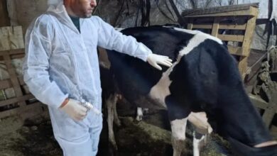 وزارة الزراعة: تلقيح نحو 31 ألف بقرة خلال ثمانية أيام ضمن الحملة الوطنية لمكافحة الحمى القلاعية