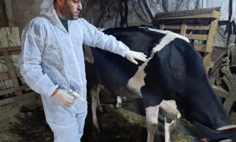وزارة الزراعة: تلقيح نحو 31 ألف بقرة خلال ثمانية أيام ضمن الحملة الوطنية لمكافحة الحمى القلاعية