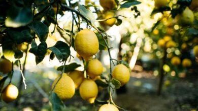 الطقس في لبنان..