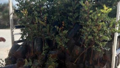 بلدية سجد تستلم 300 شتلة خروب مقدّمة من “جهاد البناء” والعمل البلدي في حزب الله في جبل عامل الثانية