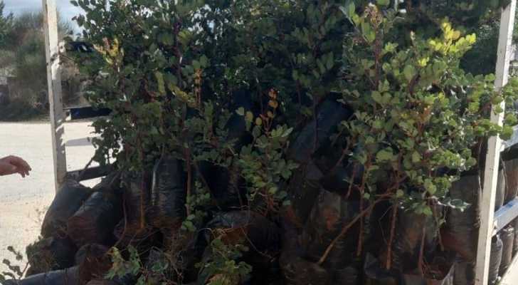 بلدية سجد تستلم 300 شتلة خروب مقدّمة من “جهاد البناء” والعمل البلدي في حزب الله في جبل عامل الثانية